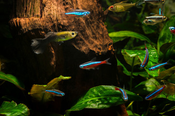 A mixture of freshwater fish in an aquarium with a root in the background and green leaves.