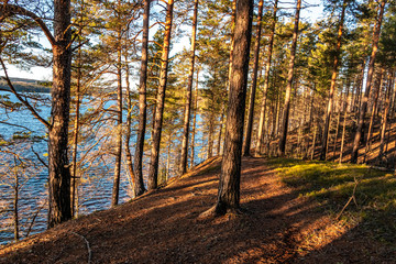 Walk through a forest near a lake on a sunny spring day in Varmland / Sweden.