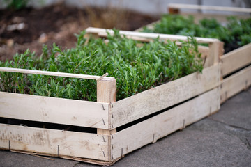 A box of fresh green plants in flowerpots from the gardener is waiting to be put into the soil in...