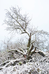 Old cherry tree with snow in winter