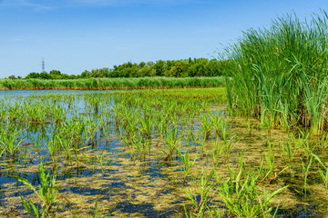 Bulrush plants growing in the small lake