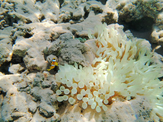 orange clown fish