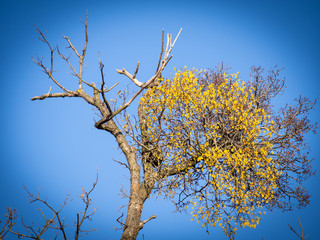 Mistletoe on a tree