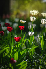 Red and white tulips in foreground