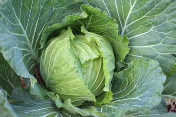 Cabbage grow in the garden. Agriculture.