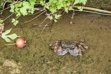 川辺に住むカニ