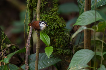 White-breasted Wood-wren - Henicorhina leucosticta, small shy perching bird from eastern Andean slopes, Wild Sumaco, Ecuador.