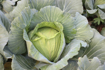 Fototapeta premium Cabbage grow in the garden. Agriculture.