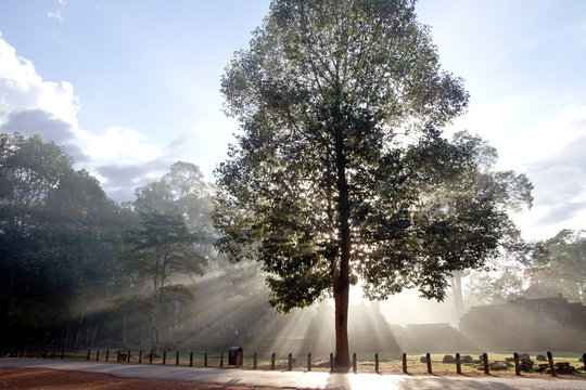 backlit tree in a foggy ambient on the camboja country side
