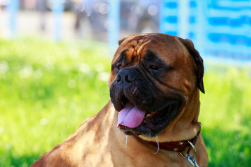 Dog breed Bullmastiff