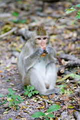 male monkey eating a fruit