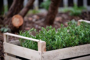 A box of fresh green plants in flowerpots from the gardener is waiting to be put into the soil in...
