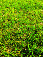Green grass texture background for work