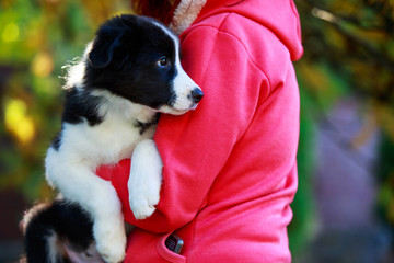 Dog breed Border Collie