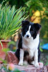 Dog breed Border Collie