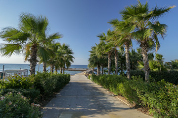 Green palm trees on the Mediterranean coast