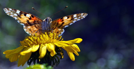 Photo of butterfly on the yellow flower closeup. Izmail, Ukraine.