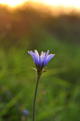Photo of chicory flower (Cichorium intybus) on the green background. Blue daisy, blue dandelion, blue sailors.
