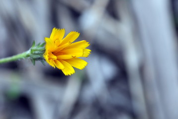 A single yellow wild flower closeup.