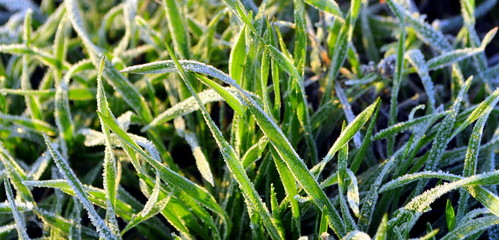 Green grass closeup and hoar frost.