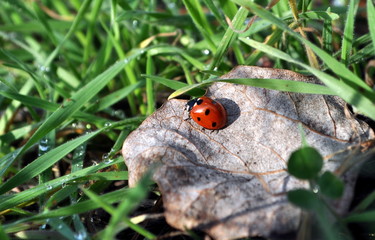 A ladybird (Coccinella septempunctata) closeup. Izmail, Ukraine.