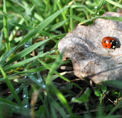 A ladybird (Coccinella septempunctata) closeup. Izmail, Ukraine.