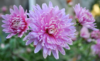 Pink chrysanthemums close up in bloom.