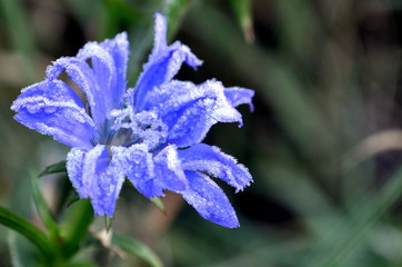 Photo of chicory flower in Izmail, Ukraine.