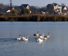 Swans on the lake in Izmail, Ukraine. 