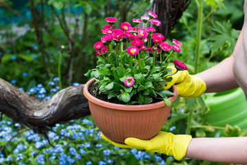 Hands of a woman gardener plant flowers in beautiful garden full of forget me nots in the background Space for text