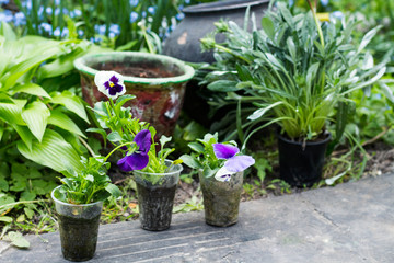 Violets in small pots ready for replanting Beautiful flower garden