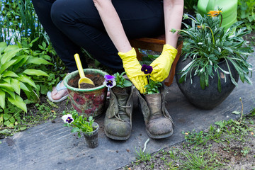 Hands of a woman gardener replant flowers in pots and old retro boots