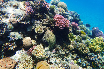 coral reef in Red Sea