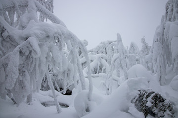 Winter forest in Lapland .trees in the snow