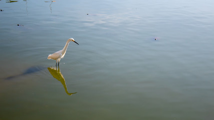  white egret fishing in the lake and its reflection reflected in the water