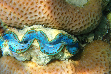 giant clam from egypt