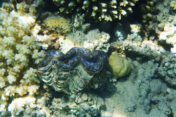 giant clam from egypt