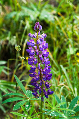 Wild New Zealand lupine