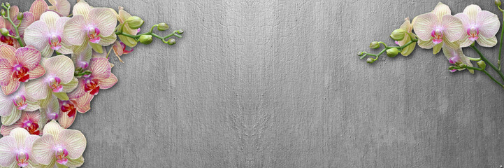orchid on gray  background long