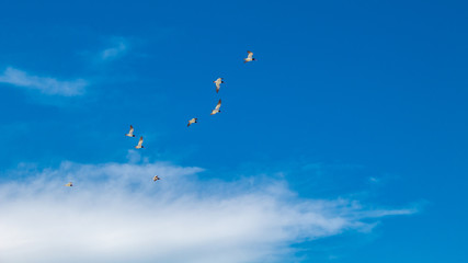 Naklejka na ściany i meble flock of American Oystercatcher birds flying in the blue sky