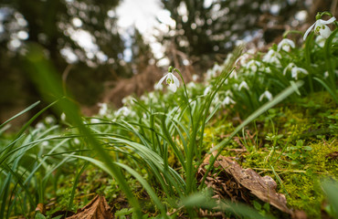 Snowdrops growing up during spring time when winter is leaving.
