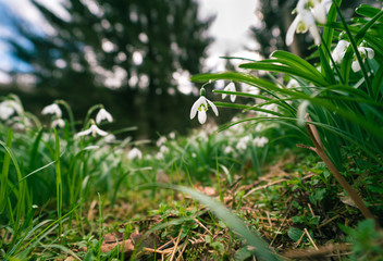 Snowdrops growing up during spring time when winter is leaving.