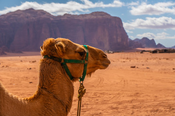 Camel in the Desert, Wadi Rum, Jordan