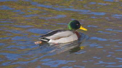 Fototapeta premium Germano reale, in primo piano, nuota sul fiume in gennaio