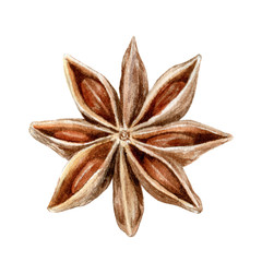 Anise star spice watercolor isolated on white background