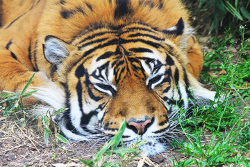 tiger is resting in the green grass