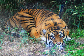 Naklejka na ściany i meble tiger is resting in the green grass