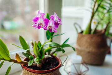 Dendrobium orchid. Home plants growing on window sill. Greenery interior decor with flowers