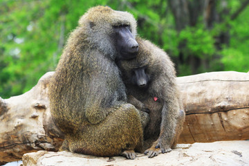 young baboon couple
