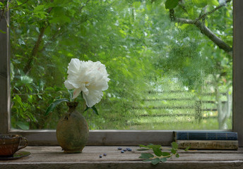 Delicate white peony in a green vintage vase on a rough wooden window overlooking the summer garden wet from the rain